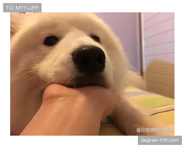 贝林厄姆家冰箱里塞满蛋白粉，连狗粮都是定制低脂的